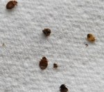 Bedbug01