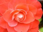 begonia