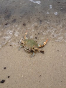 BlueCrab