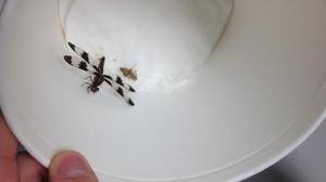 Photo Credit: Rachel Grossman