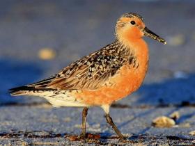 RedKnots