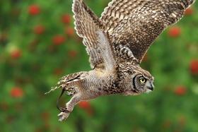 Flying Owl