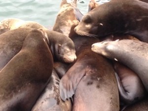 sea lions