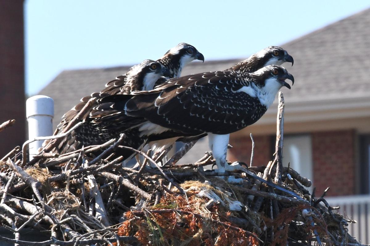 osprey_lynnhaven_banding_2017_002