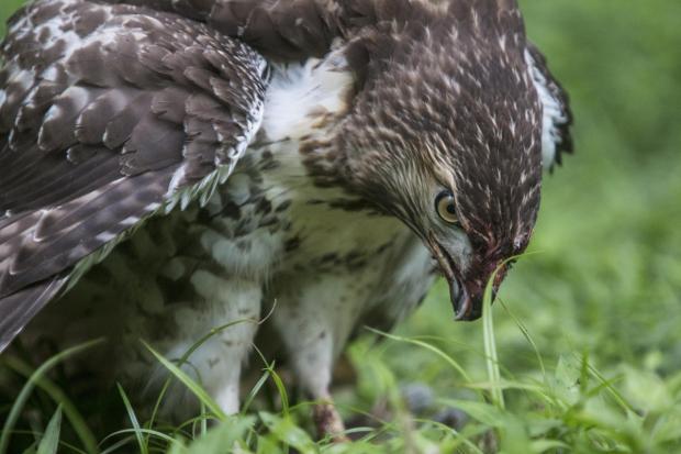 Hawk patiently dines in the setting Georgia sun