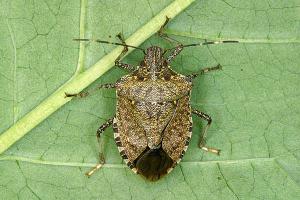 Stinkbug04
