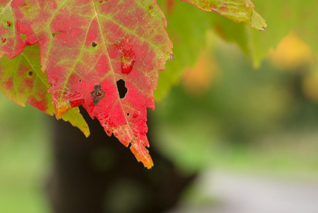 2904075025_b17cdecf74_z