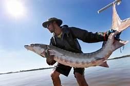 Sturgeon
