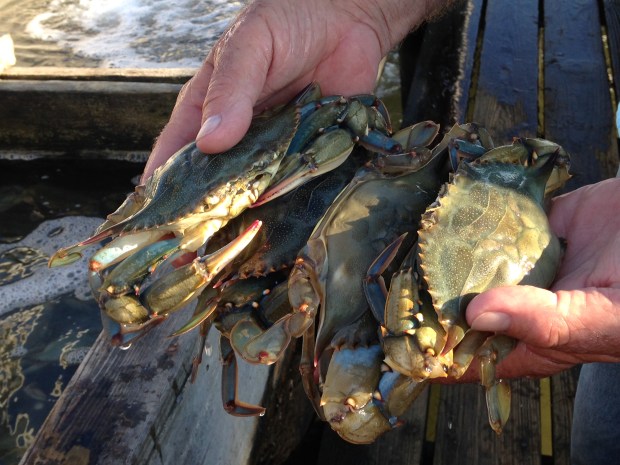blue crabs