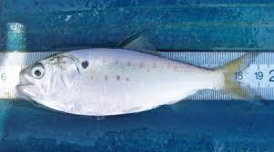 menhaden
