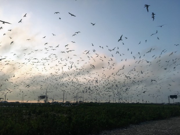 ROYT sunrise_Chelsea Weithman