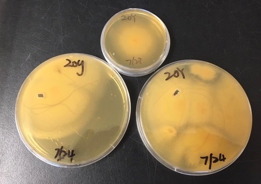 Pythium Pathogen grown from Chincoteage water samples