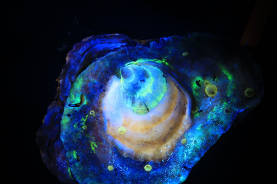 glowing oyster